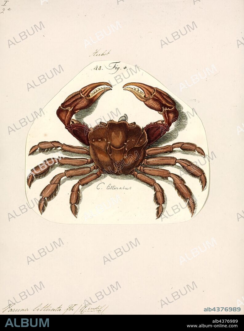 Varuna litterata, Print, The river swimming crab, Varuna litterata, is a euryhaline species of crab. Known from India, East Africa, Australia and Japan. This species was recorded in a fresh water stream in Coffs Harbour in eastern Australia.