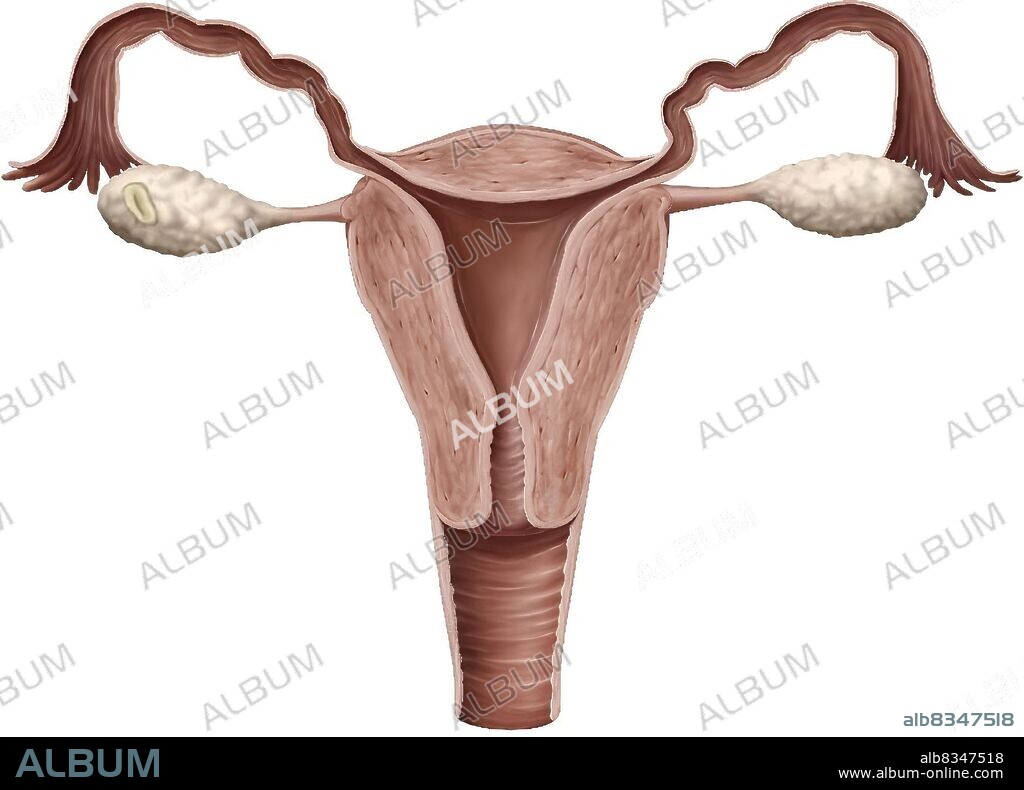 The female genital system essentially comprises the internal organs (ovaries, fallopian tubes, uterus, vagina) located in the pelvic cavity, which is defined by the pelvic bones.