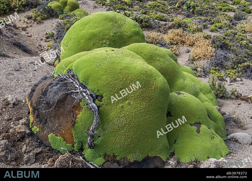 Yareta or Llareta cushion plant (Azorella compacta) growing on the slopes of the Taapacá volcano, Arica y Parinacota Region, Chile, South America.