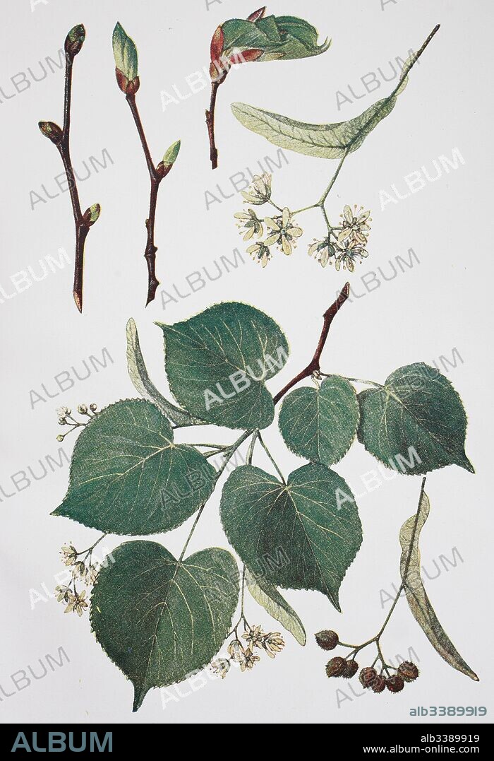 Tilia ulmifolia, lime-tree, lime, historical illustration, 1880.