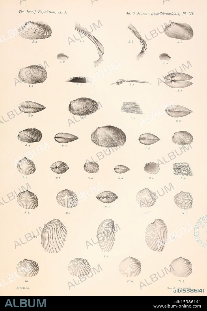 The Danish Ingolf-Expedition, Copenhagen, H. Hagerup, 1899-1928, Arctic Ocean, scientific expeditions, A collection of detailed illustrations showcasing various types of shells, each labeled with corresponding numbers for identification. The arrangement displays a diverse array of shell shapes and patterns, highlighting the unique characteristics of each specimen. The illustration includes close-ups that emphasize texture and form, allowing for a deeper appreciation of marine life. The well-organized layout is indicative of a scientific study, providing insights into the taxonomy and morphology of mollusks.