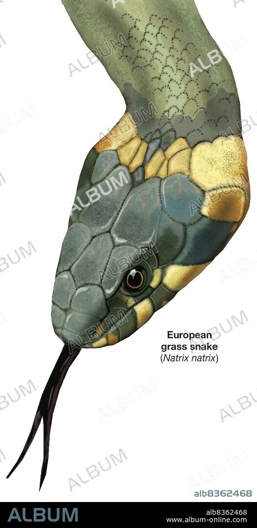 Head of a European grass snake (Natrix natrix).