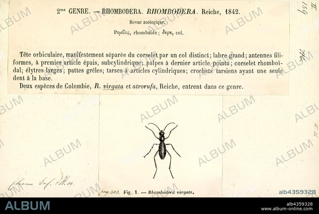 Rhombodera, Print, Rhombodera is a genus of praying mantises native to Asia and possessing common names such as shield mantis, hood mantis (or hooded mantis), and leaf mantis (or leafy mantis) because of their extended, leaf-like thoraxes.