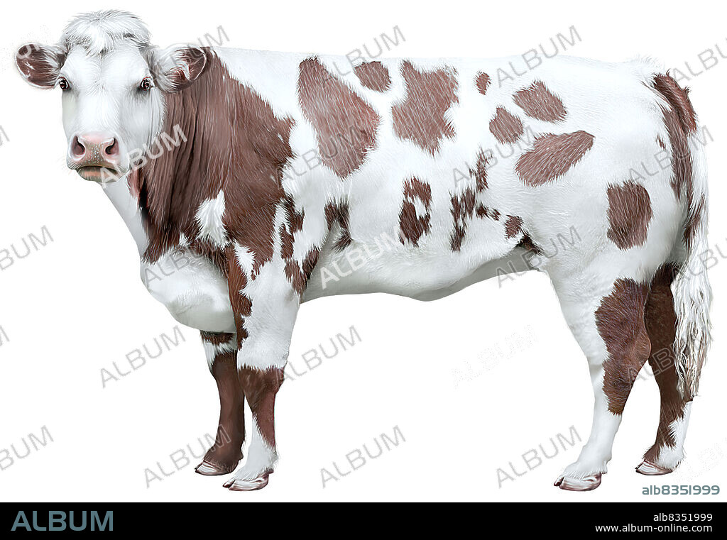 Castrated bovine (male of the cow) domesticated for its meat and sometimes used as a draft animal.