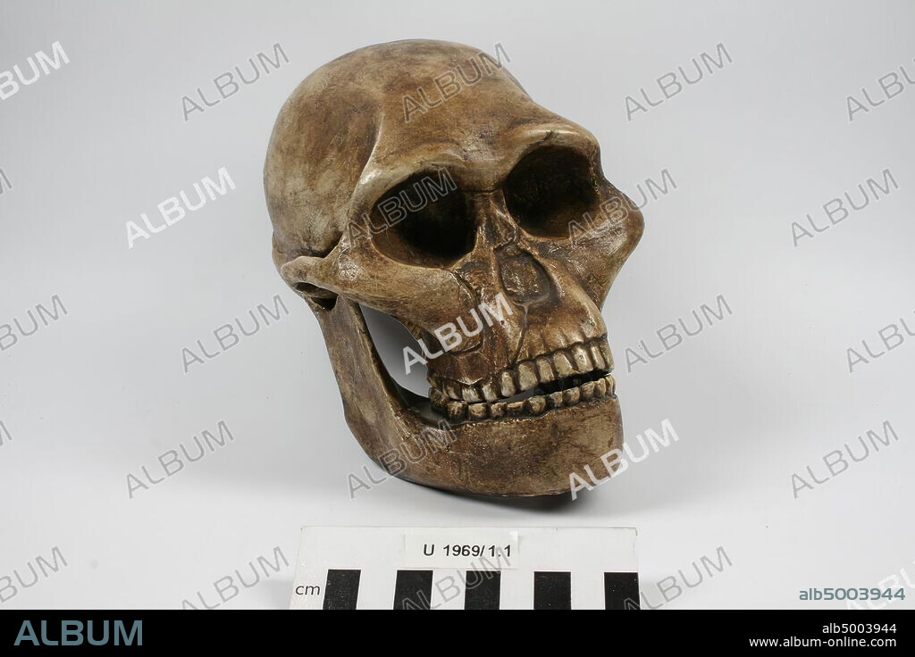 Plaster cast of a skull with lower jaw of an Australopithecus prometheus., Casting, skull, plaster, 21 x 13,5 x 13 cm, prehistory, South Africa.