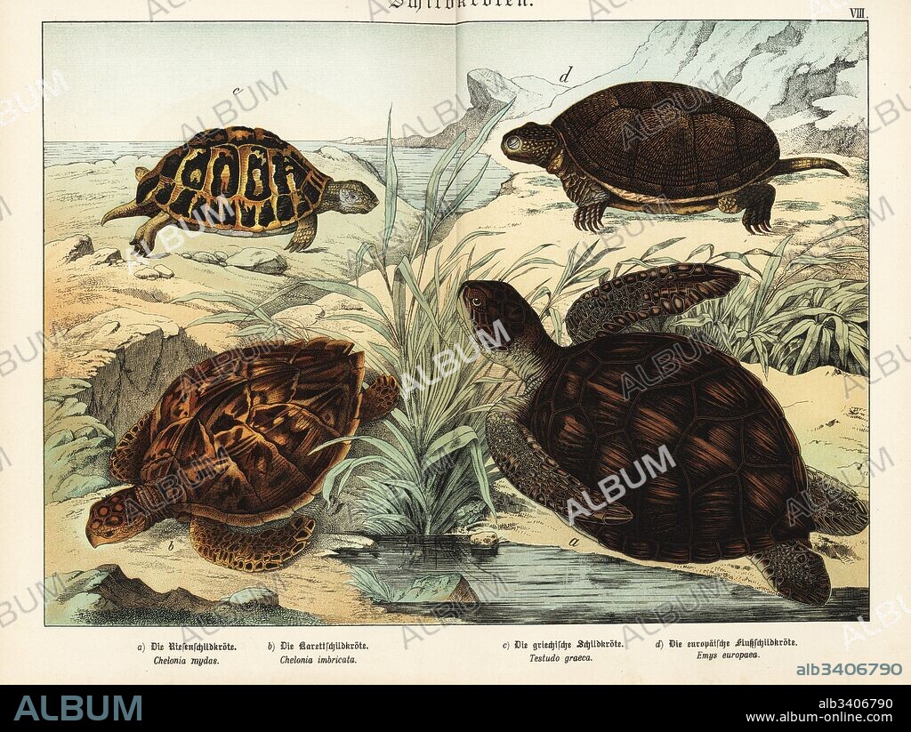 Greek tortoise c, Testudo graeca (vulnerable), hawksbill sea turtle b, Eretmochelys imbricata (critically endangered), green sea turtle a, Chelonia mydas (endangered) and European pond turtle d, Emys orbicularis. Chromolithograph from Gotthilf Heinrich von Schubert's Natural History (Naturgeschichte), Schreiber, Munich, 1886.