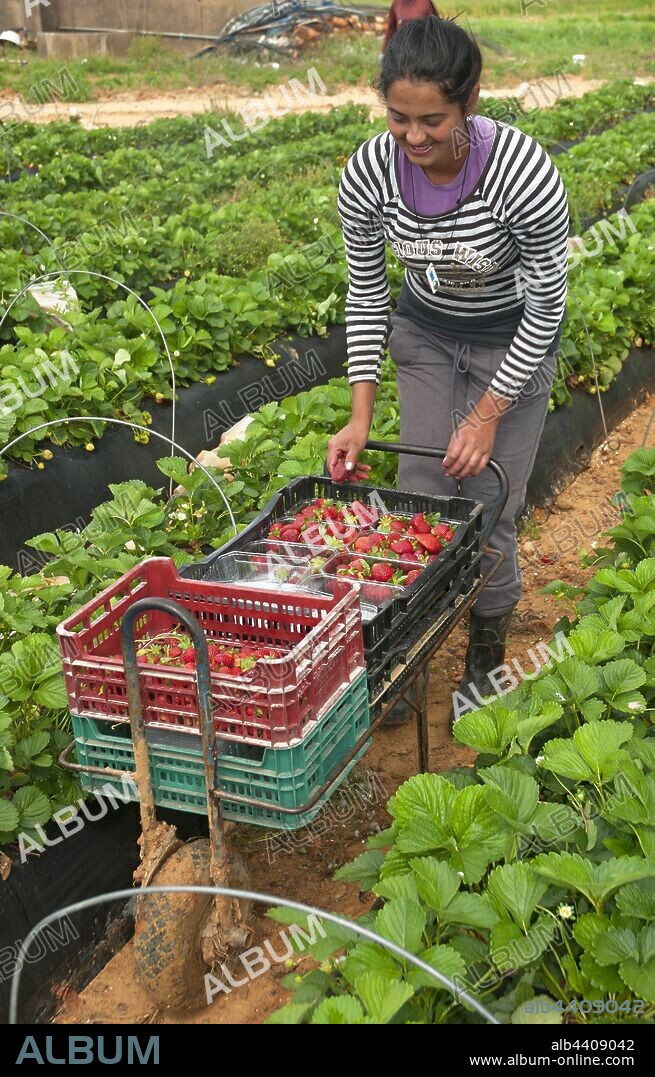 Collecting strawberries, La Redondela, Huelva province, Region of Andalusia, Spain, Europe.