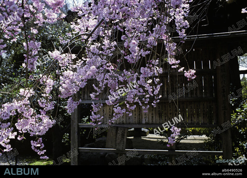 The cherry viewing festival or "hanami" is held in Japan between March and early May, depending on when the blossoms open. Hanami was celebrated since the Heian- 
period in the 8th century. It began as a celebration for 
the elite of the imperial court but spread to the common citizens during the Edo period. The flowers belong to the sakura cherry tree, which does not bear edible fruit.