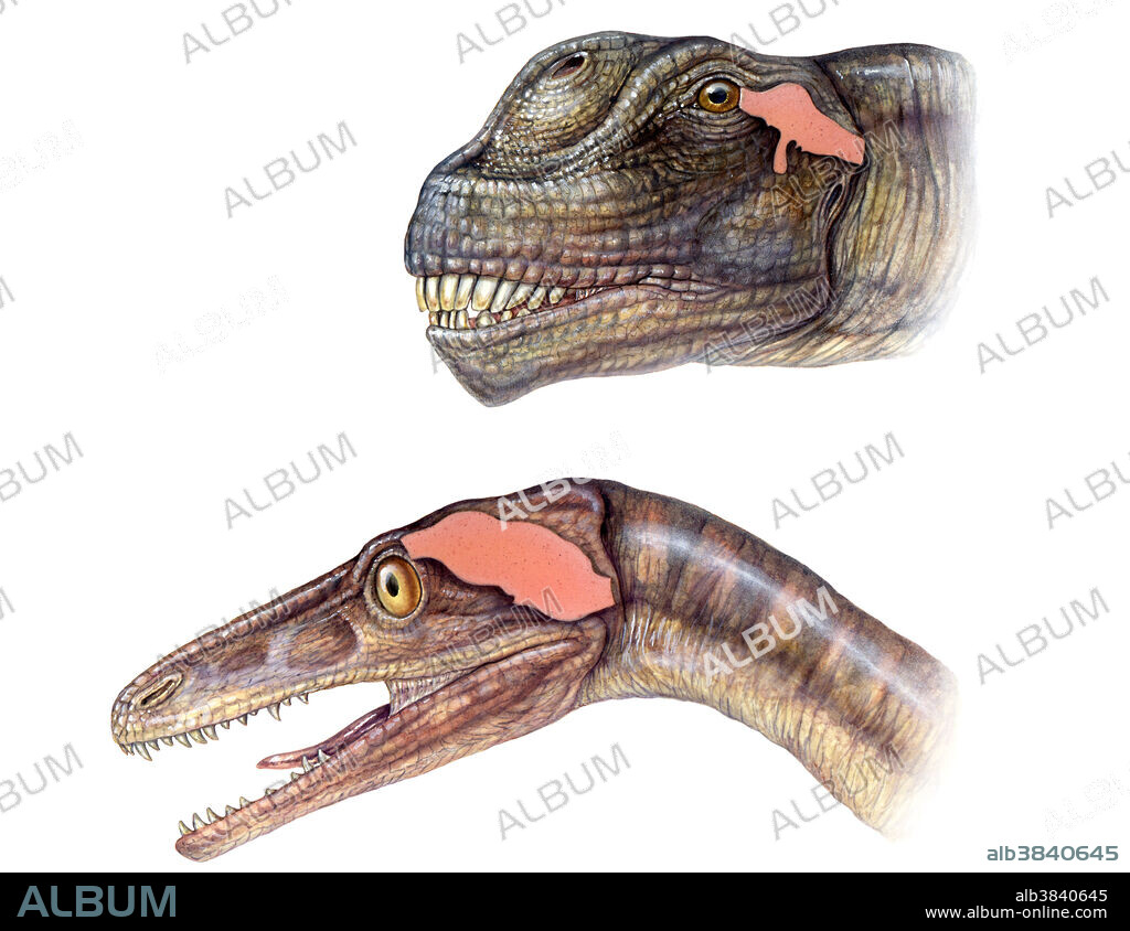View comparing two dinosaurs, one which has a large brain (Troodon), a trait of warm blooded creatures; and one which has a small brain (Camarasaurus), a trait of cold blooded creatures.