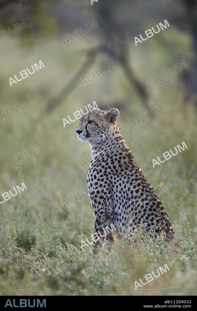 Cheetah (Acinonyx jubatus), Kruger National Park, South Africa, Africa.