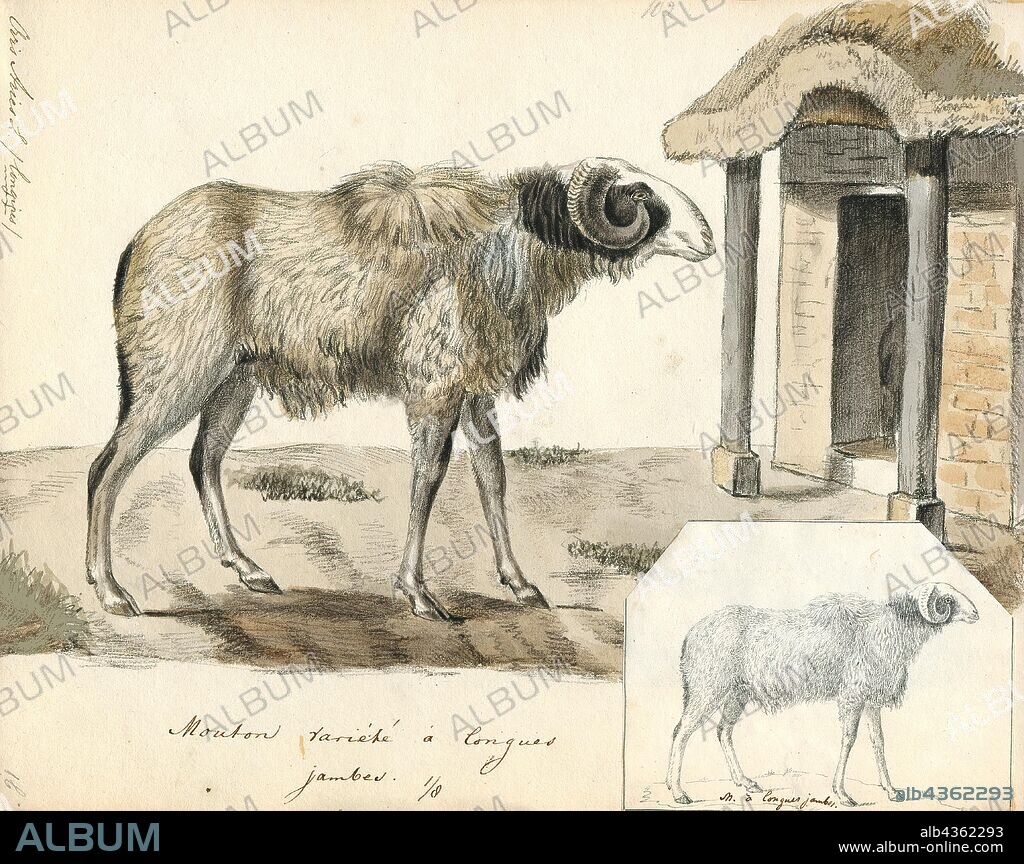 Ovis aries longipes, Print, Ovis is a genus of mammals, part of the Caprinae subfamily of the ruminant family Bovidae. Its five or more highly sociable species are known as sheep. The domestic sheep is one member of the genus, and is thought to be descended from the wild mouflon of central and southwest Asia., 1700-1880.