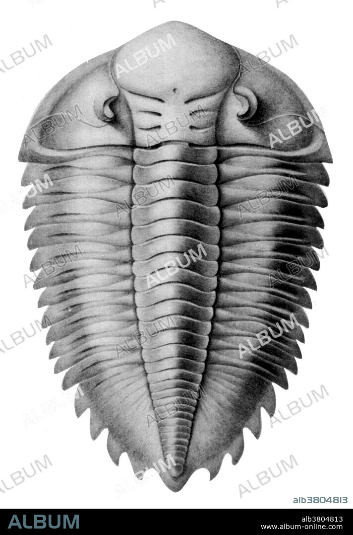 A trilobite is an extinct, small arthropod of the subphylum Trilobita that lived during the Paleozoic Era and are extremely common as fossils. Trilobites had a hard outer covering divided into three lengthwise and three widthwise sections (segmented exoskeleton divided into three parts). Their heads had two prominent compound eyes similar in structure to those of modern insects. They had a flattened, oval body varying in length from 1 inch or less to 2 feet. Because trilobites had wide diversity and an easily fossilized exoskeleton an extensive fossil record was left behind, with some 17,000 known species spanning Paleozoic time. The study of these fossils has facilitated important contributions to biostratigraphy, paleontology, evolutionary biology and plate tectonics. Metacryphaeus was a Devonian trilobite. Image originally captioned: Metacryphaeus, trilobite.