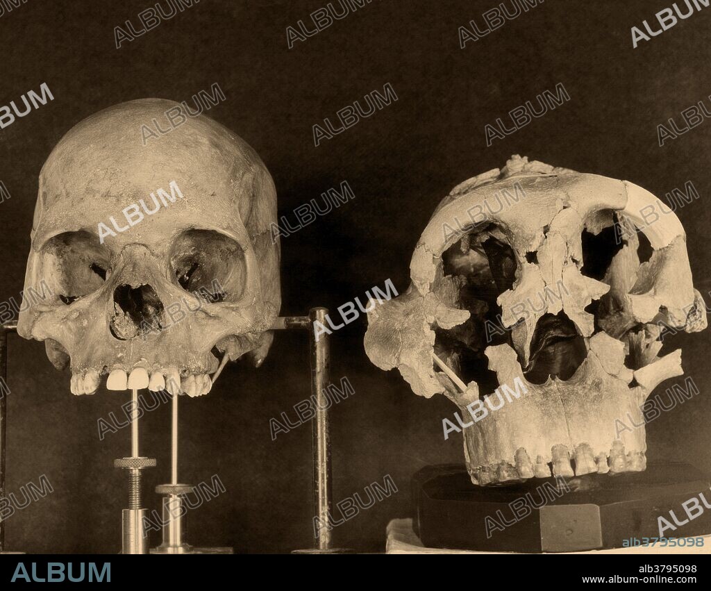 Comparison of modern human skull and Paranthropus (robust australopithecine) skull, showing the different features in bone structure. Paranthropus were bipedal hominins that probably descended from the gracile australopithecine hominins (Australopithecus). Paranthropus first appeared roughly 2.7 million years ago. Most species had a brain about 40% the size of a modern human brain. This specimen was discovered by Mary Leaky in 1959 at Olduvai Gorge, Tanzania.
