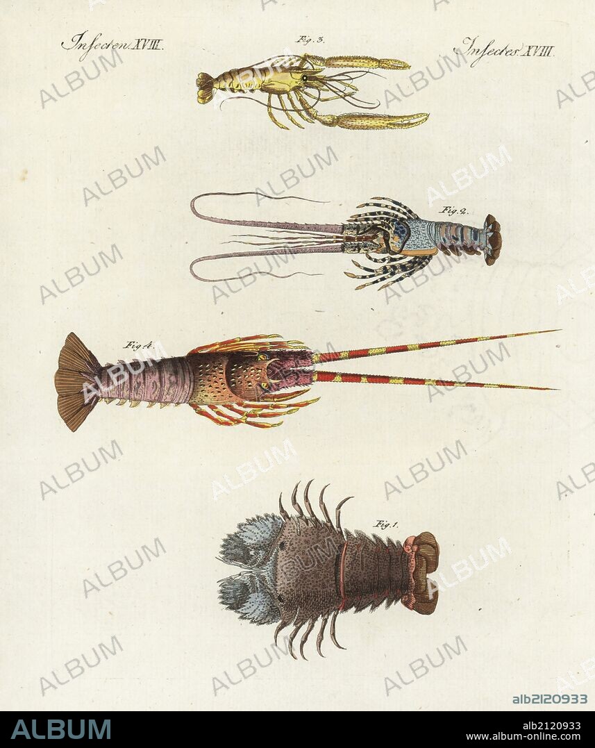Slipper lobster, Scyllarides squammosus 1, homard lobster, Homarus gammarus 2, pitu shrimp, Macrobrachium carcinus 3, and spiny lobster, Palinurus elephas 4. Handcoloured copperplate engraving from Bertuch's "Bilderbuch fur Kinder" (Picture Book for Children), Weimar, 1798. Friedrich Johann Bertuch (1747-1822) was a German publisher and man of arts most famous for his 12-volume encyclopedia for children illustrated with 1,200 engraved plates on natural history, science, costume, mythology, etc., published from 1790-1830.