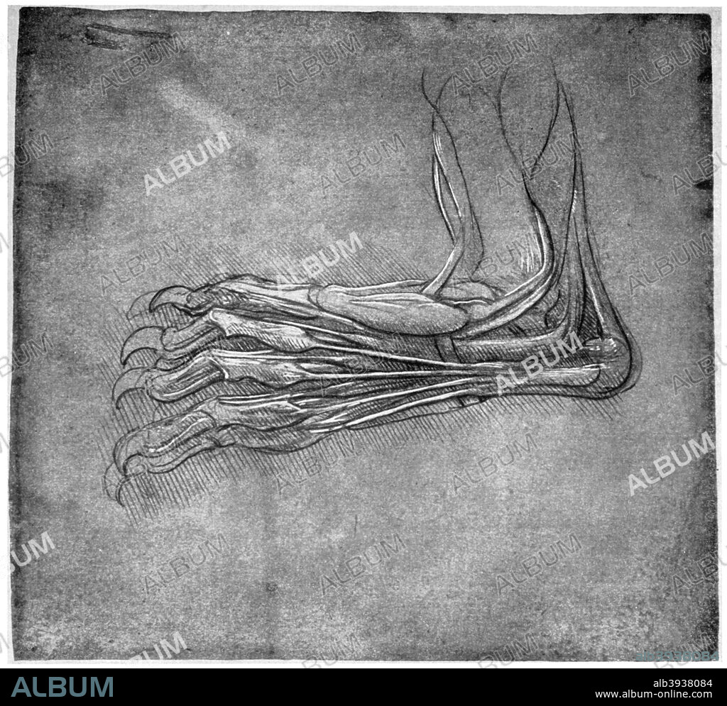 Muscles and sinews in a foot, possibly of a hare, late 15th or early 16th century (1954). Found in the collection of the Royal Library, Windsor Castle, Windsor, 12375. A print from Leonardo da Vinci by Ludwig H Heydenreich. (London, 1954).
