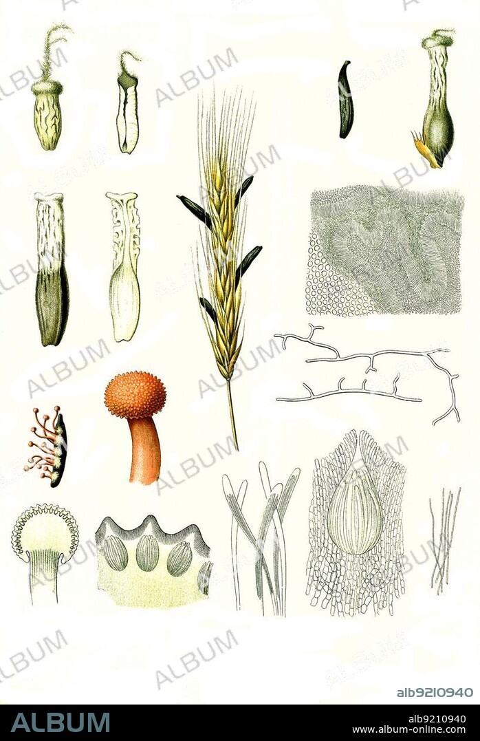 Medicinal plant, Purple ergot fungi (Claviceps purpurea) (Claviceps), which grows and parasitises on rye and other sweet grasses, Historic, digitally restored reproduction from a 19th century original.