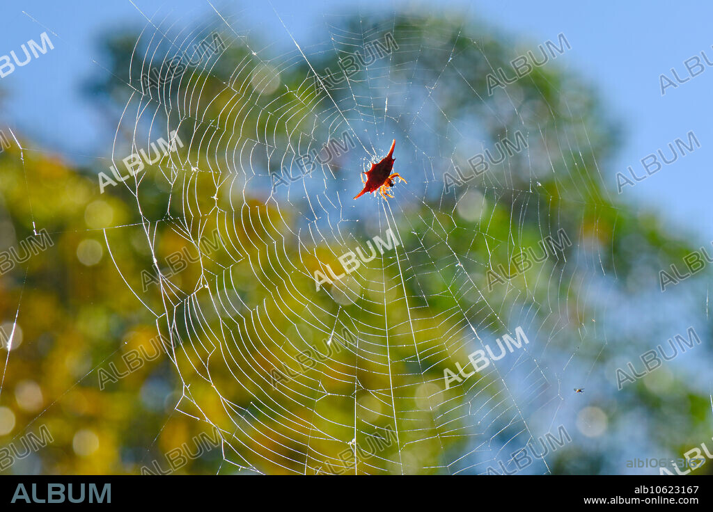 Kite Spider