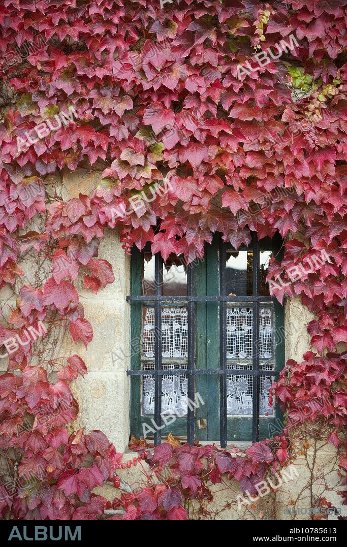 Creeper (Parthenocissus trepidata) leaves. Guikuri farmhouse, Murua, Gorbea Natural Park. Álava, Euskadi, Spain.