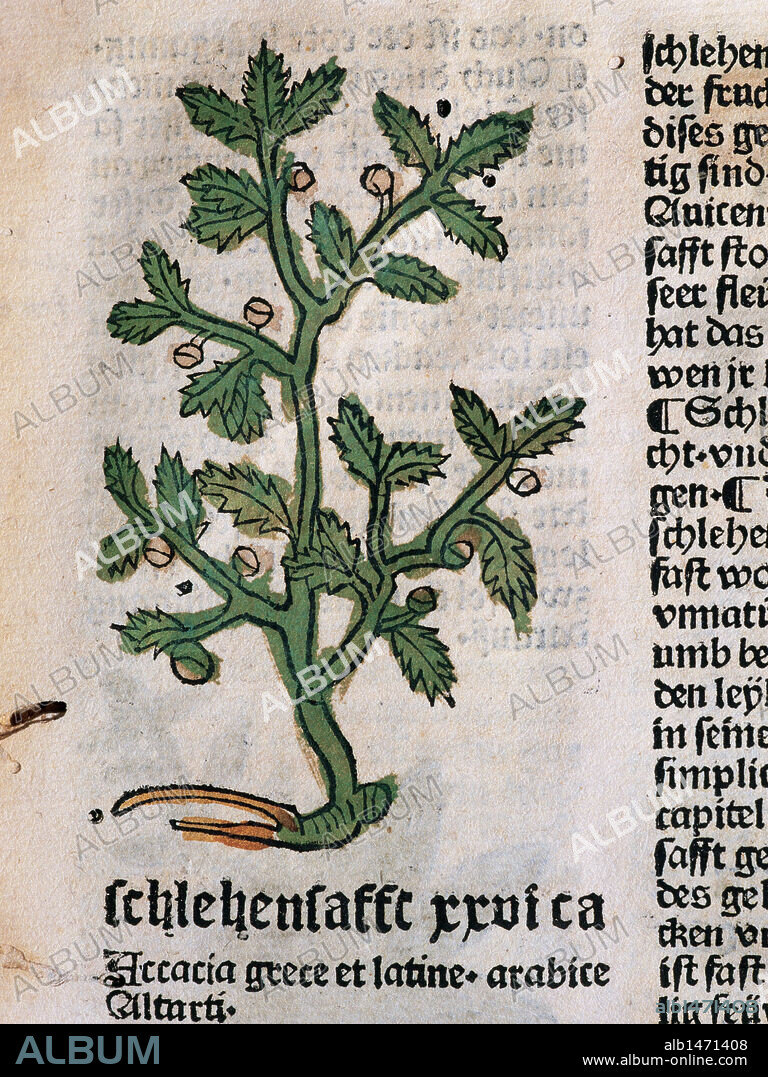 Hortus Sanitatis (Gart der Gesundheit). Book of natural history written by the German doctor Johann Wonnecke von Kaub (Johannes de Cuba) (1430-1503). Page of the Tractatus De Herbis depicting Acacia. Folio 18. Edited by Johann Schoensperger in Augsburg (Germany), 1487.