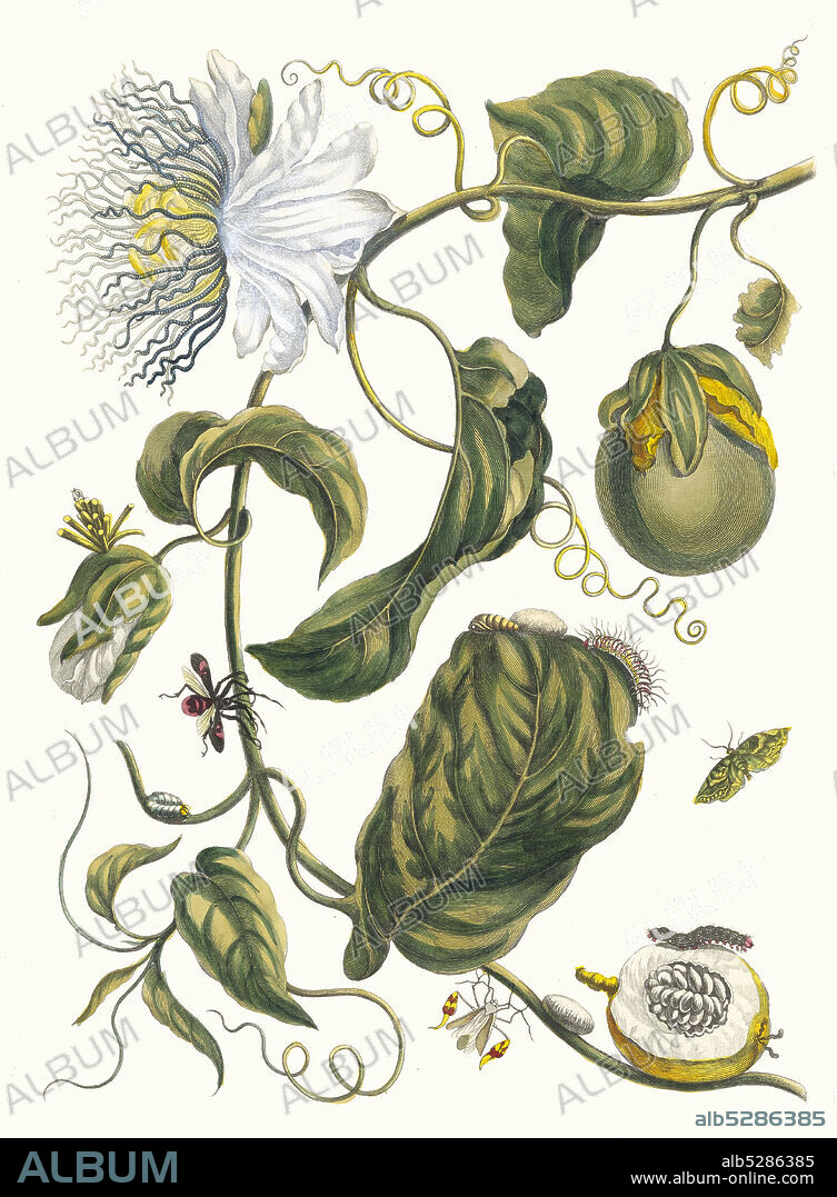 MARIA SIBYLLA MERIAN. Marquiaas. From the Book Metamorphosis insectorum Surinamensium.