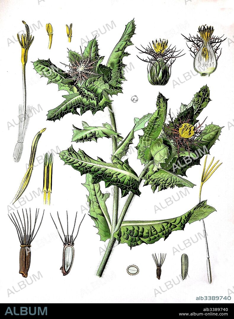 Cnicus benedictus, St. Benedict's thistle, blessed thistle, holy thistle or spotted thistle, Medicinal plant.