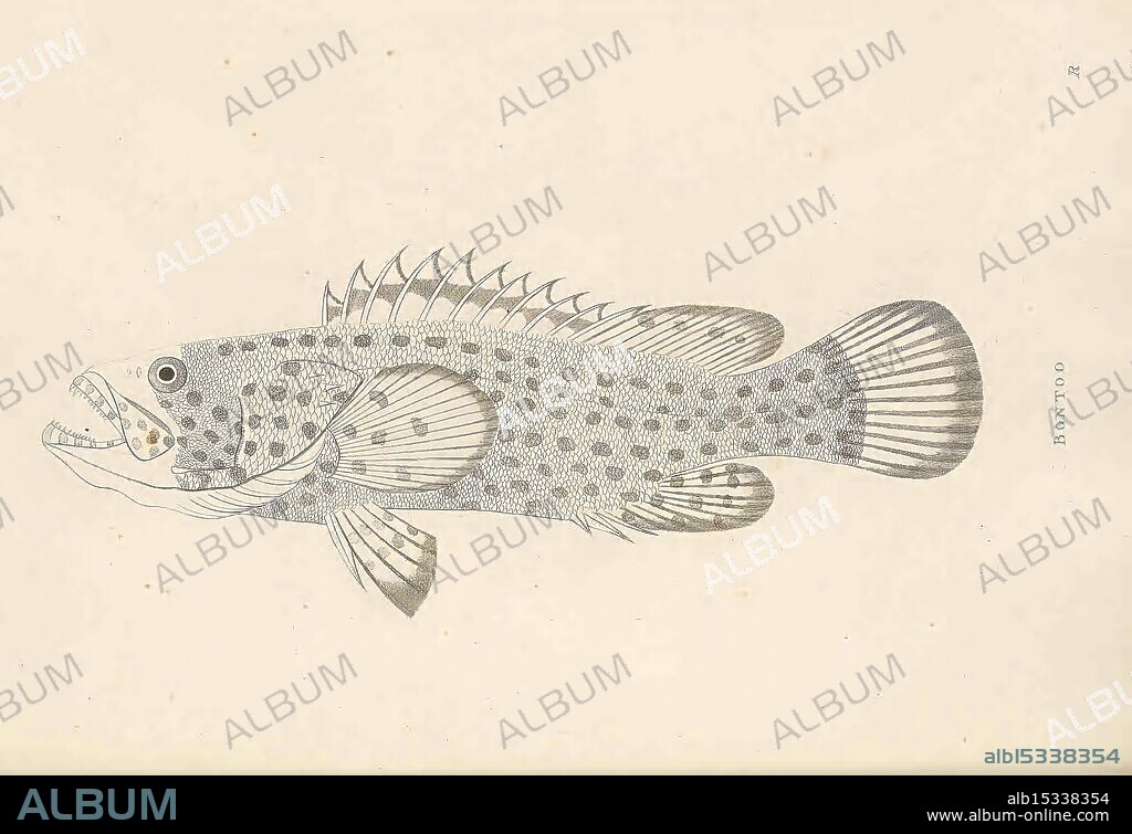 Descriptions and figures of two hundred fishes London Printed by W. Bulmer and Co. Shakspeare Press Cleveland-Row for G. and W. Nicol booksellers to his majesty Pall-Mall 1803 fishes India pictorial works Vishakhapatnam, An intricately illustrated depiction of a fish, showcasing detailed textures and patterns across its body. The fish features a pronounced mouth with sharp teeth, surrounded by delicate fins that fan out gracefully. Its skin is adorned with a series of spots and scales, contributing to a visually striking appearance. This representation highlights the anatomical features of the species, emphasizing both its elegance and its predatory nature, making it a suitable subject for study in marine biology or art.