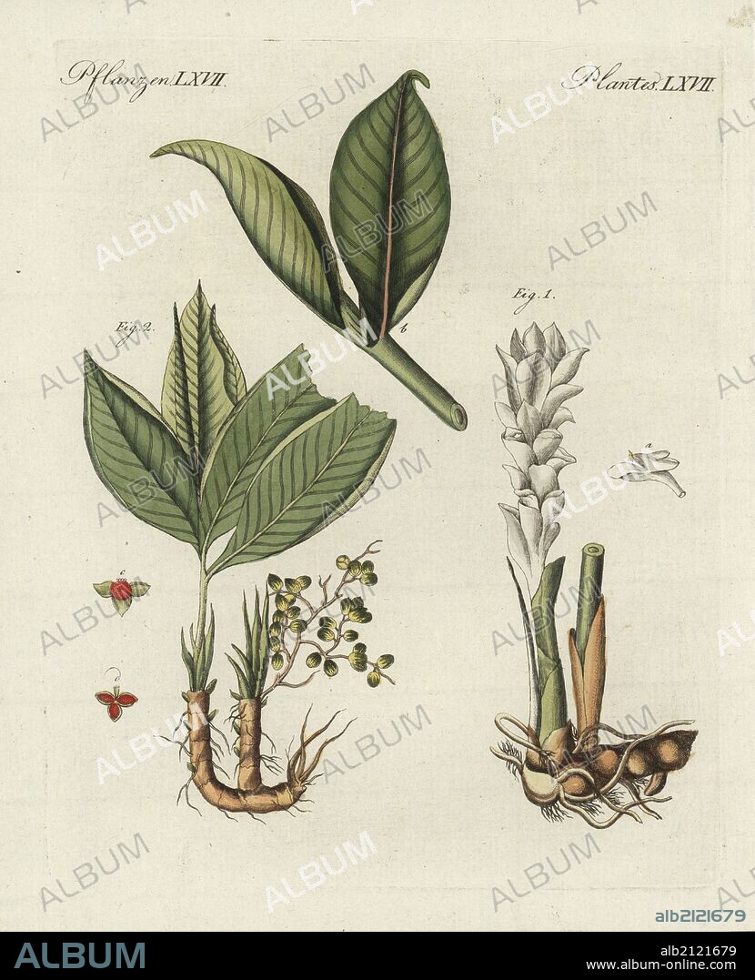 Zedoary or white turmeric, Curcuma zedoaria 1, flower a, leaf b, and grains of paradise, Aframomum melegueta 2. Handcoloured copperplate engraving from Bertuch's "Bilderbuch fur Kinder" (Picture Book for Children), Weimar, 1798. Friedrich Johann Bertuch (1747-1822) was a German publisher and man of arts most famous for his 12-volume encyclopedia for children illustrated with 1,200 engraved plates on natural history, science, costume, mythology, etc., published from 1790-1830.
