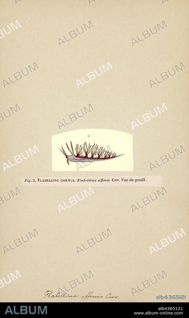 Flabellina affinis, Print, Flabellina affinis is a species of sea slug, an aeolid nudibranch, a marine gastropod mollusk in the family Flabellinidae. It is the type species of the genus Flabellina.