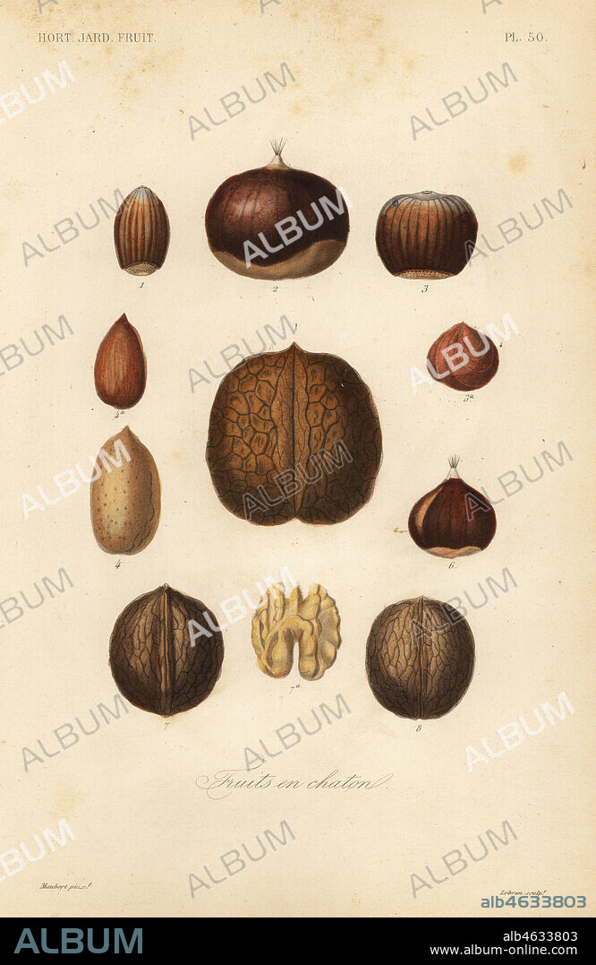 Nuts with shells, Fruits en chaton. Filbert, Corylus maxima 1, chestnut, Castanea sativa 2,6, hazelnut, Corylus avellana 3, almond, Prunus amygdalus 4, walnut, Juglans regia 5,7,8. Handcoloured steel engraving by Lebrun after a botanical illustration by Edouard Maubert from Pierre Oscar Reveil, A. Dupuis, Fr. Gerard and Francois Herincqs La Regne Vegetal: Horticulture: Jardin Potager et Jardin Fruitier, L. Guerin, Paris, 1864-1871.