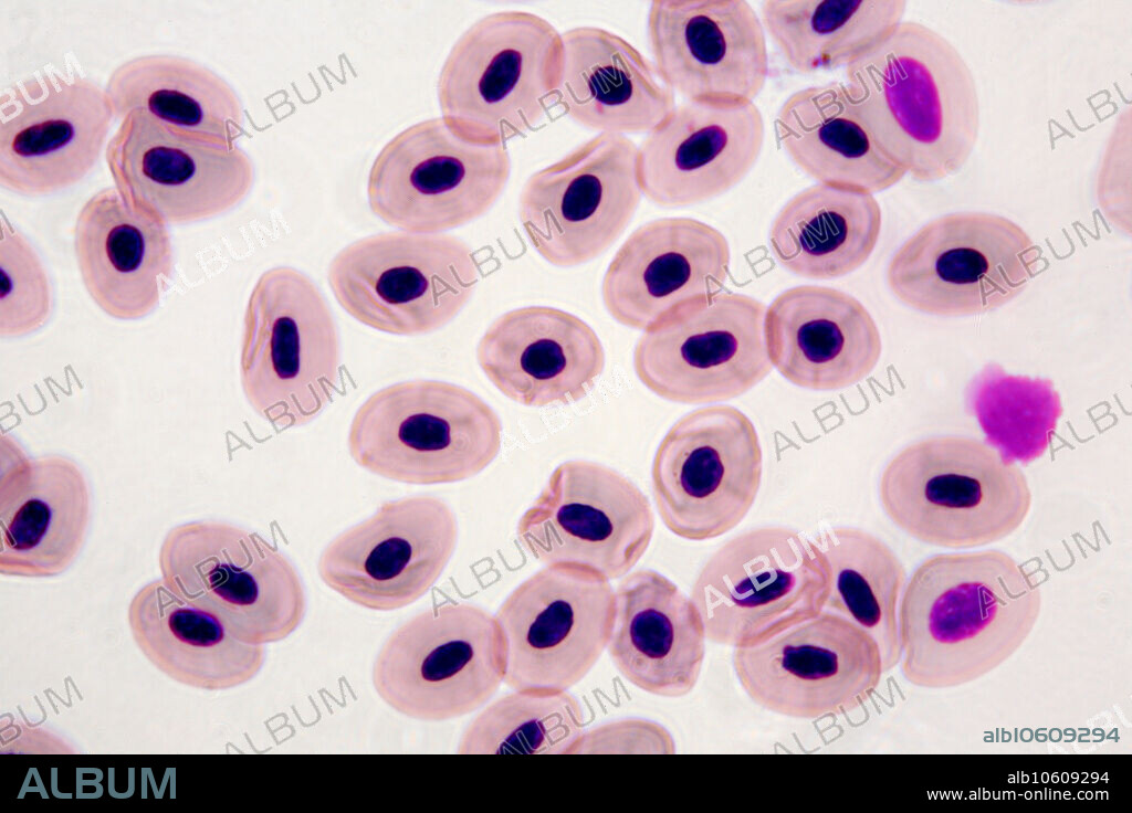 Frog blood cells photographed at 630x magnification in a light microscope.