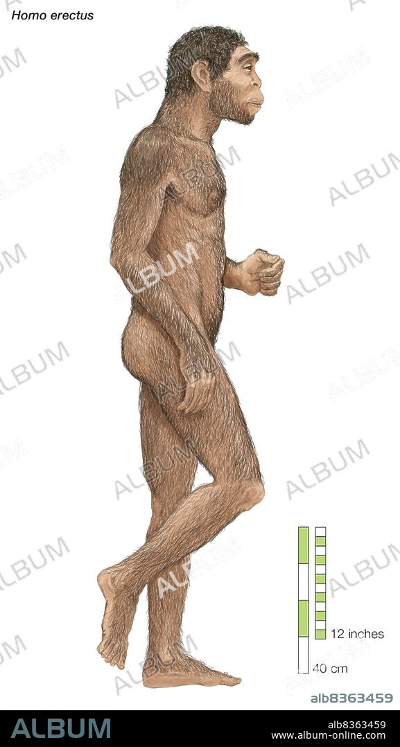 Homo erectus, "upright man," which lived from approximately 1,700,000 to 200,000 years ago.