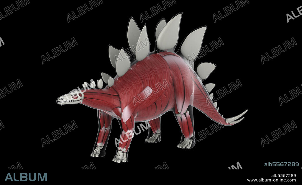 Muscular system of a Stegosaurus dinosaur, side view.