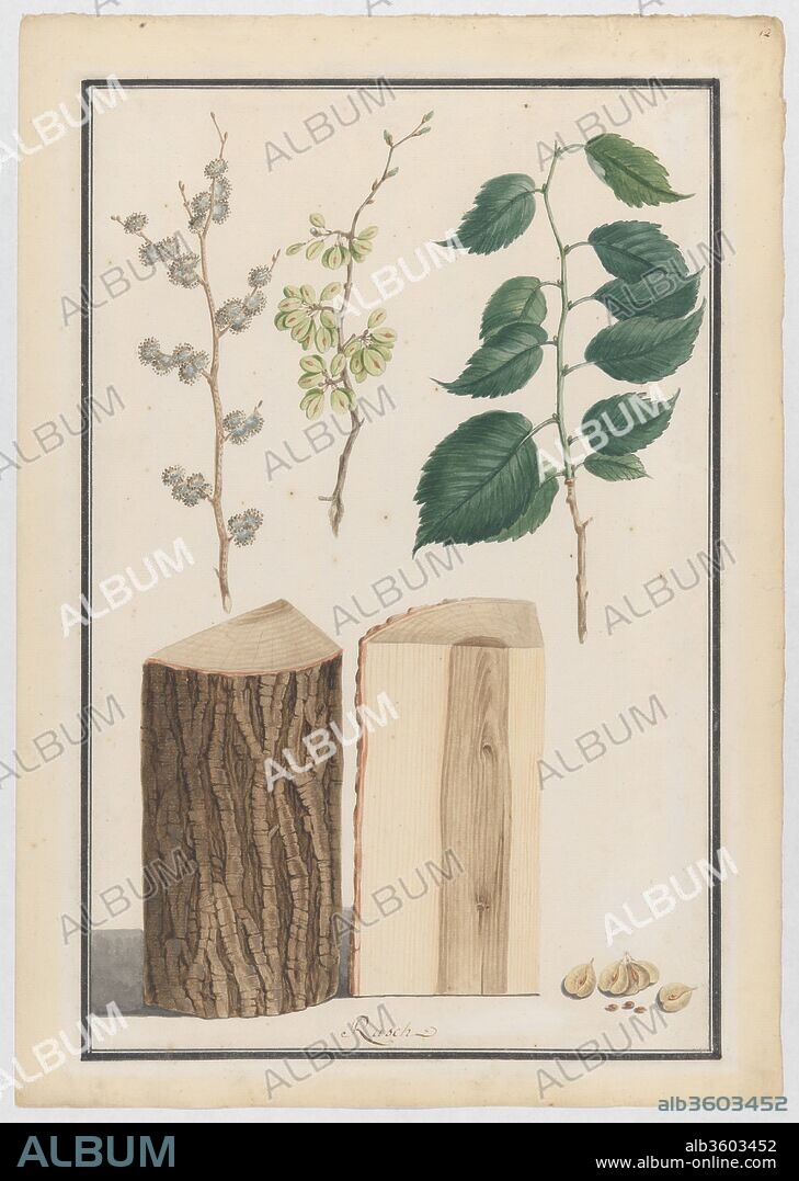 Studies of the leaves, blossoms, fruits and trunk of an English elm (Ulmus procera). Artist: Ludwig Pfleger (German, 1720-1793). Dimensions: sheet: 21 1/8 x 14 13/16 in. (53.6 x 37.6 cm). Date: 1788.