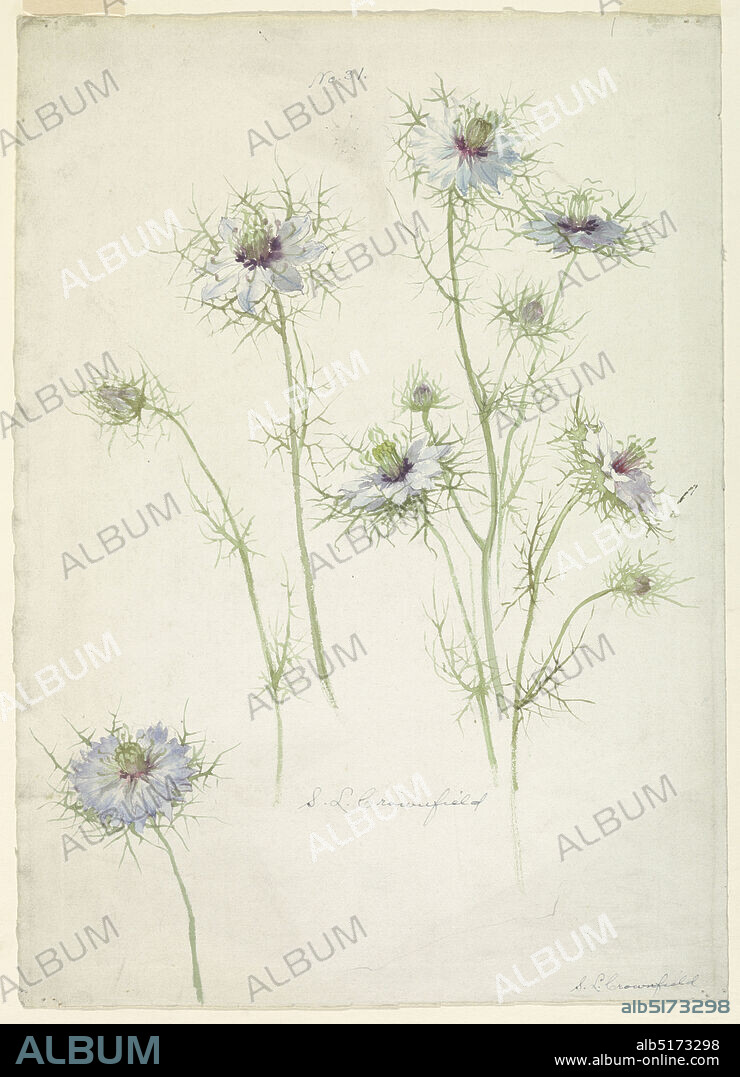 Study of Love-in-a-mist, Sophia L. Crownfield, (American, 18621929), Brush and watercolor on white paper, Vertical sheet depicting six stalks of love-in-a-mist with in blue blossoms., USA, late 19th century, nature studies, Drawing, Drawing.