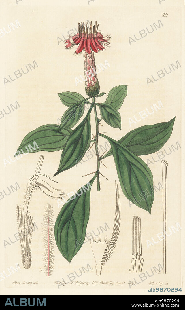 Clavelillo, chivo caspi, or espino santo, Barnadesia caryophylla. Native to South America. Rose-coloured barnadesia, Barnadesia rosea. Handcoloured copperplate engraving by George Barclay after a botanical illustration by Sarah Drake from Edwards Botanical Register, continued by John Lindley, published by James Ridgway, London, 1843.