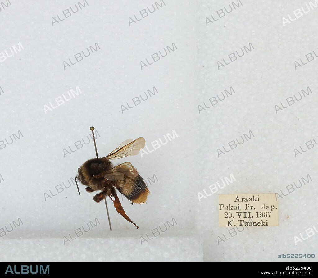 Arashi, Fukui, Japan, Bombus sp., Animalia, Arthropoda, Insecta, Hymenoptera, Apidae, Apinae.