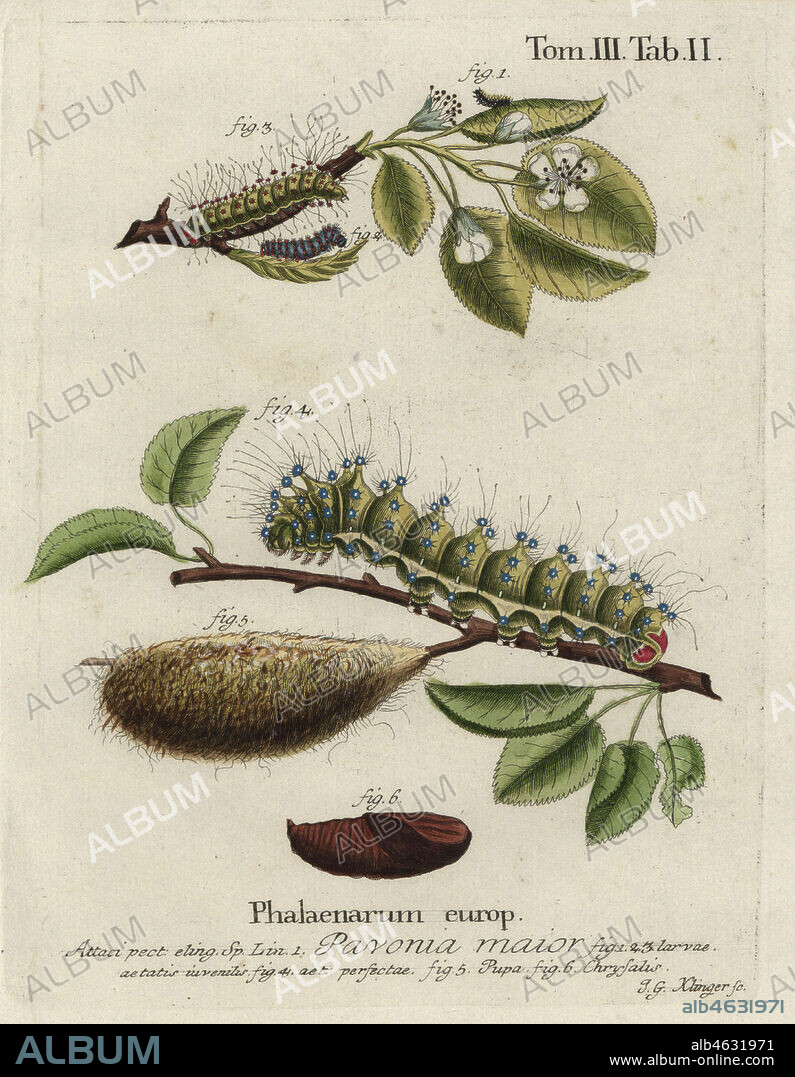 Emperor moth, Saturnia pavonia, larva, pupa, chrysalis. Pavonia major. Handcoloured copperplate engraving by Johann Georg Klinger from Eugenius Johann Christoph Espers Die Schmetterlinge in Abbildungen nach der Natur, Erlangen, 1786.
