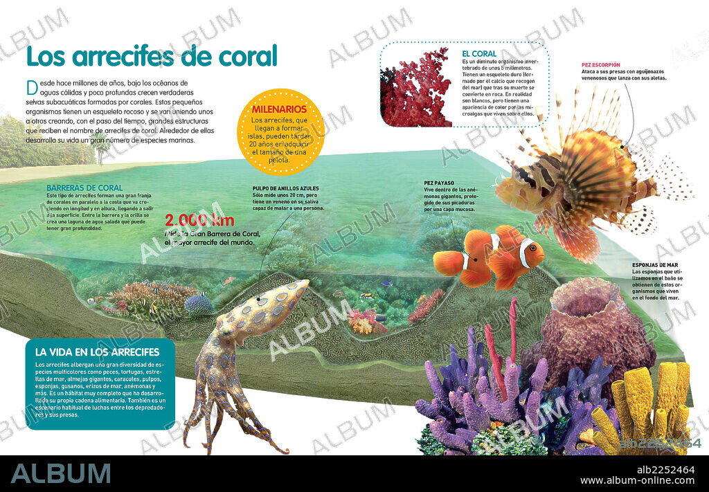 The coral reefs. Infographic about the coral reefs and the various marine species that develop in their vicinity.