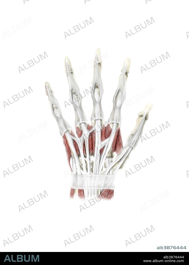 Digital illustration of muscles of the hand, dorsal view (no labels).