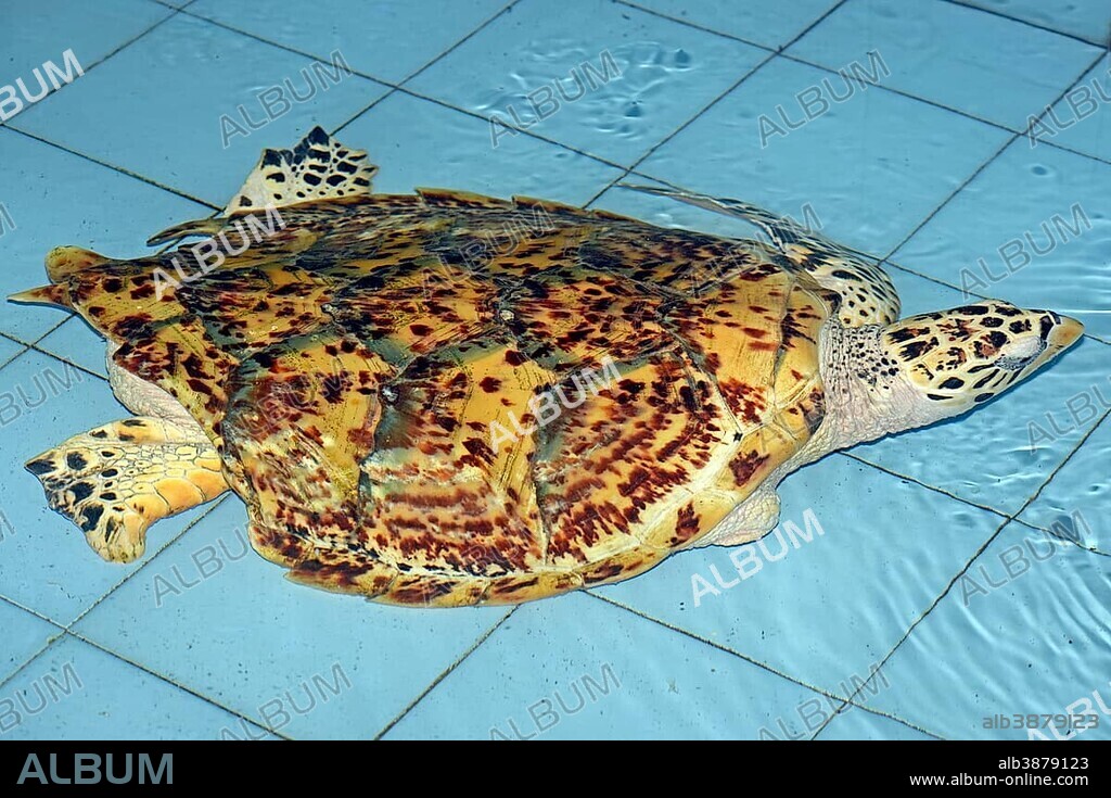 Hawksbill sea turtle (Eretmochelys imbricata), damage to the shell by a propeller, breeding station, Bali, Indonesia, Asia.