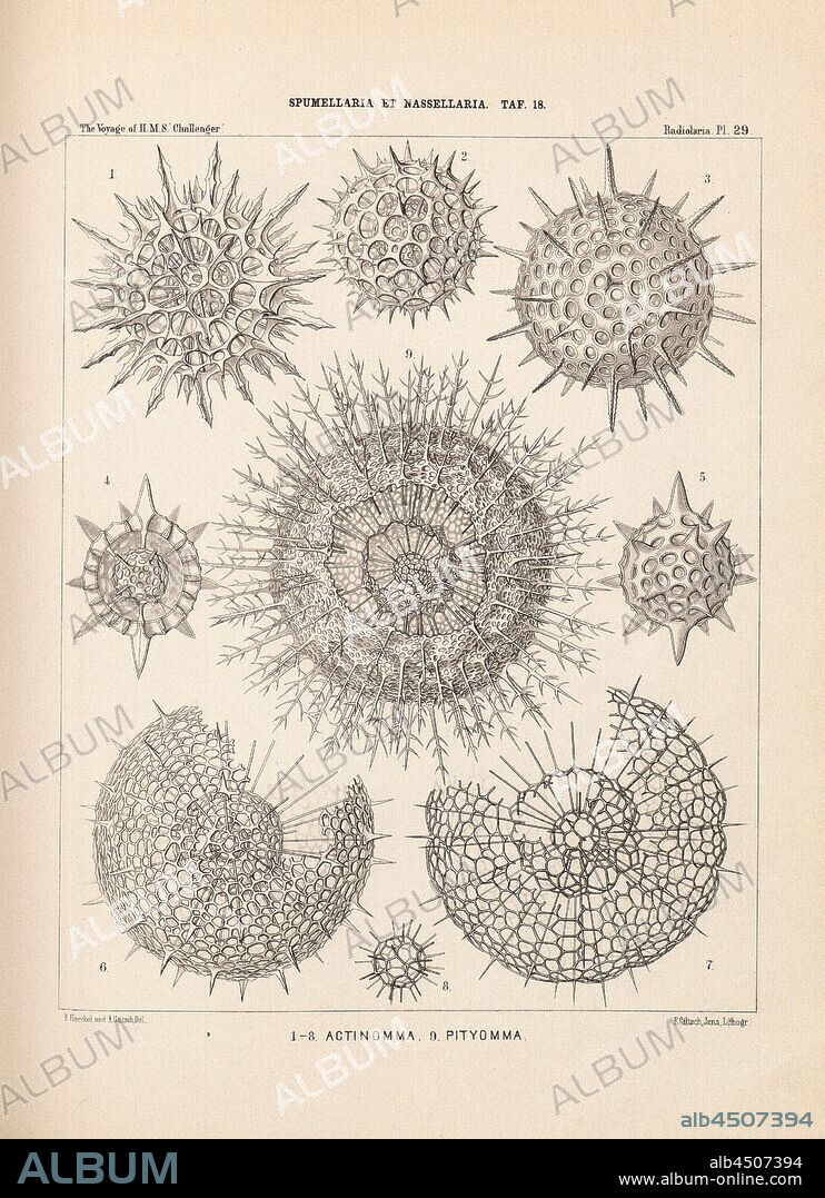 Actinomma, Pityomma, Illustration of various radiolarians of the Spumellaria and Nassellaria groups from the 19th century, signed: E. Haeckel and A. Giltsch Del, F. Giltsch, Jena, Lithogr, Pl. 29, after p. 248, Haeckel, Ernst (del.); Giltsch, A. (del.); Giltsch, F. (lith.); Jena (lith.), 1862, Ernst Haeckel: Die Radiolarien (Rhizopoda Radiaria). Zweiter Theil. Berlin: Verlag von Georg Reimer, 1862.