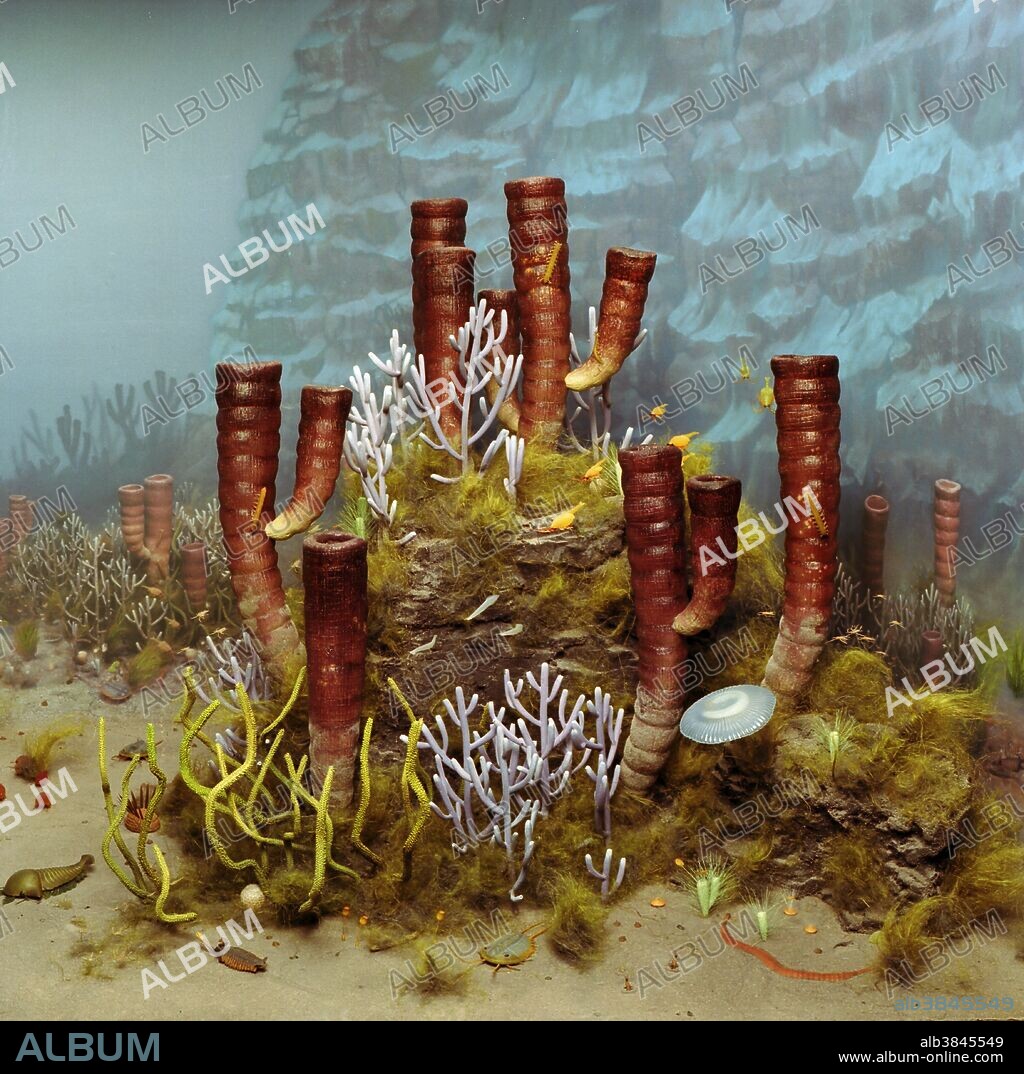 This reconstruction of the famous Middle Cambrian Burgess Shale fauna of British Columbia, is shown on a narrow shelf of an enormous submarine cliff, the "Cathedral Escarpment." Organisms fossilized in the Burgess Shale are thought to represent a community living in shallow water on the upper edge of the steep escarpment. Perhaps promoted by earthquakes or storm activity, chunks of this shallow, muddy substrate would slump off the precipice and plummet into deep water where the contained organisms were rapidly buried under a rain of sediment. The deep, oxygen-depleted water was free of predators, currents, and microbial activity which may have otherwise destroyed the entombed treasures. Known for its remarkable preservations of soft animal and plant tissues, the Burgess Shale provides us with a rare glimpse of earth's distant past. Prominent in the photo are large tube sponges (Vauxia densa), smaller branching tube sponges (Vauxia gracilenta), green knobby rod-like dasycladacean algae (Margaretia dorus), a jellyfish-like holothurian (Eldonia ludwigi), mats of filamentous algae (Marpolia spissa), and a variety of other smaller arthropods, echinoderms, worms, sponges, and animals of unknown affinity.