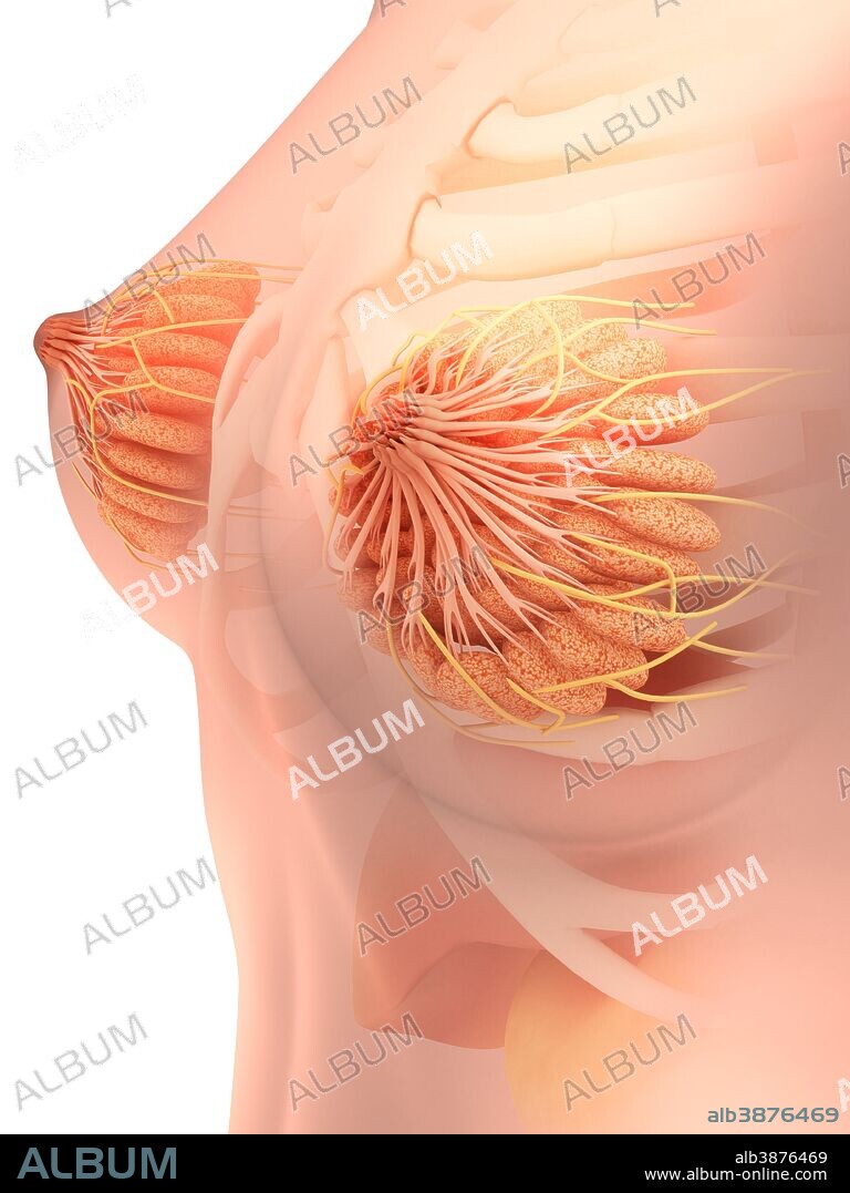 Conceptual image of female breast anatomy.