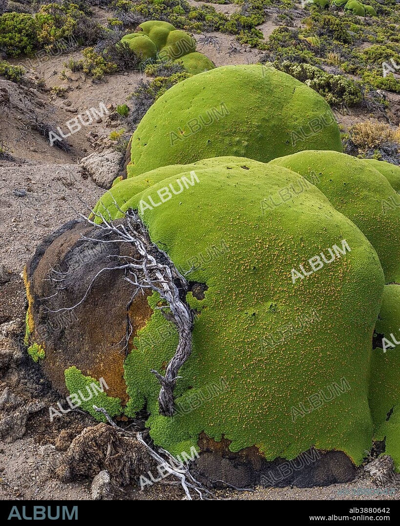 Yareta or Llareta cushion plant (Azorella compacta) growing on the slopes of the Taapacá volcano, Arica y Parinacota Region, Chile, South America.