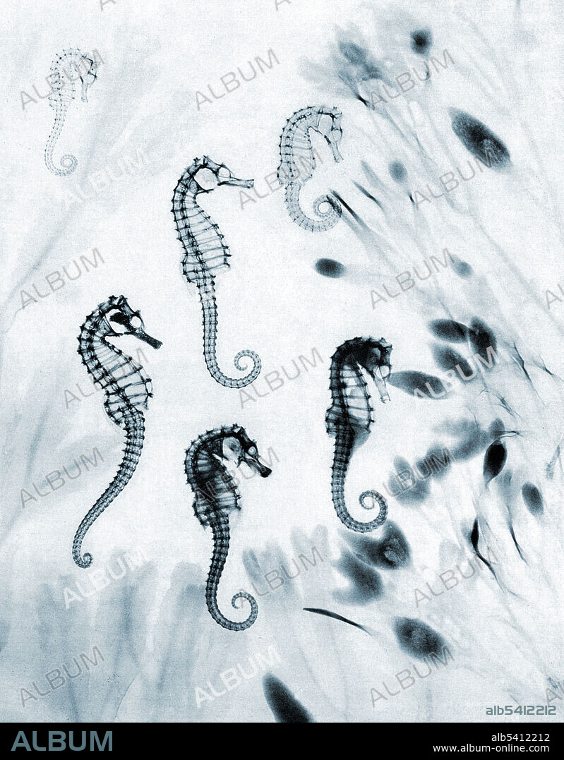 Historical x-ray of seahorses (Hippocampus sp.). The ones that look hollow have been dead for while and are dried out. The others are newly dead, and some internal organs can be seen. The seaweed around the seahorses is serrated wrack (Fucus serratus) at left and bladder wrack (Fucus vesiculosus) at right. This x-ray was made by E. C. le Grice, and was published in London Illustrated News on 12th August 1933.