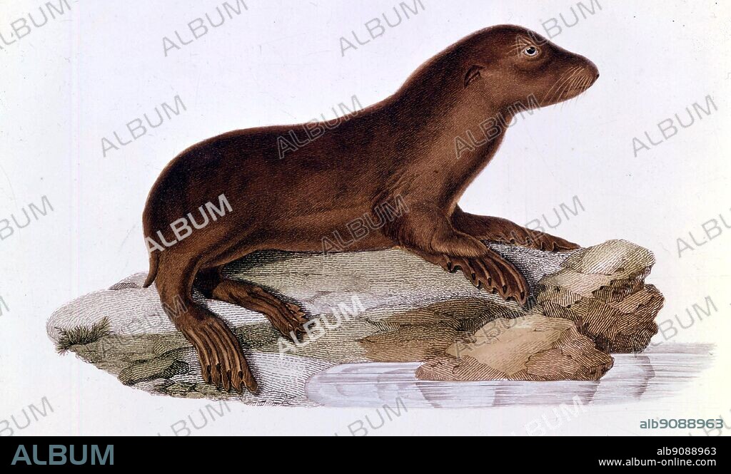 Baby Australian sea lion (Neophoca cinerea). From Darwin and the Beagle by Alan Moorhead, page 253.