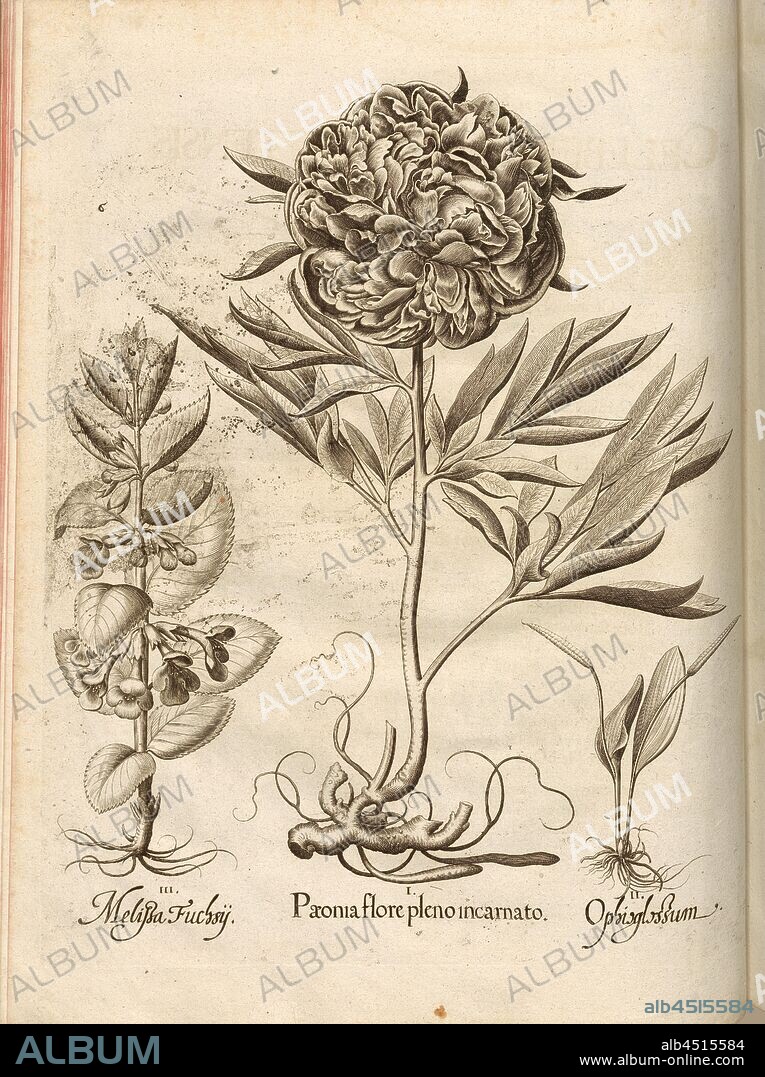 Melissa Fuchsy, Paeonia flore pleno incarnato, Ophioglossum, Adder's Tongue (Fern), Peony, Melissa, Copperplate, S. 222, Besler, Basilius; Jungermann, Ludwig, 1713, Basilius Besler: Hortus Eystettensis (...). Nürnberg, 1713.