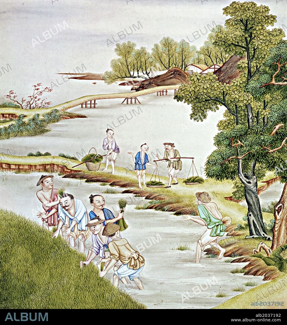 'Chinese farmers harvesting rice'.