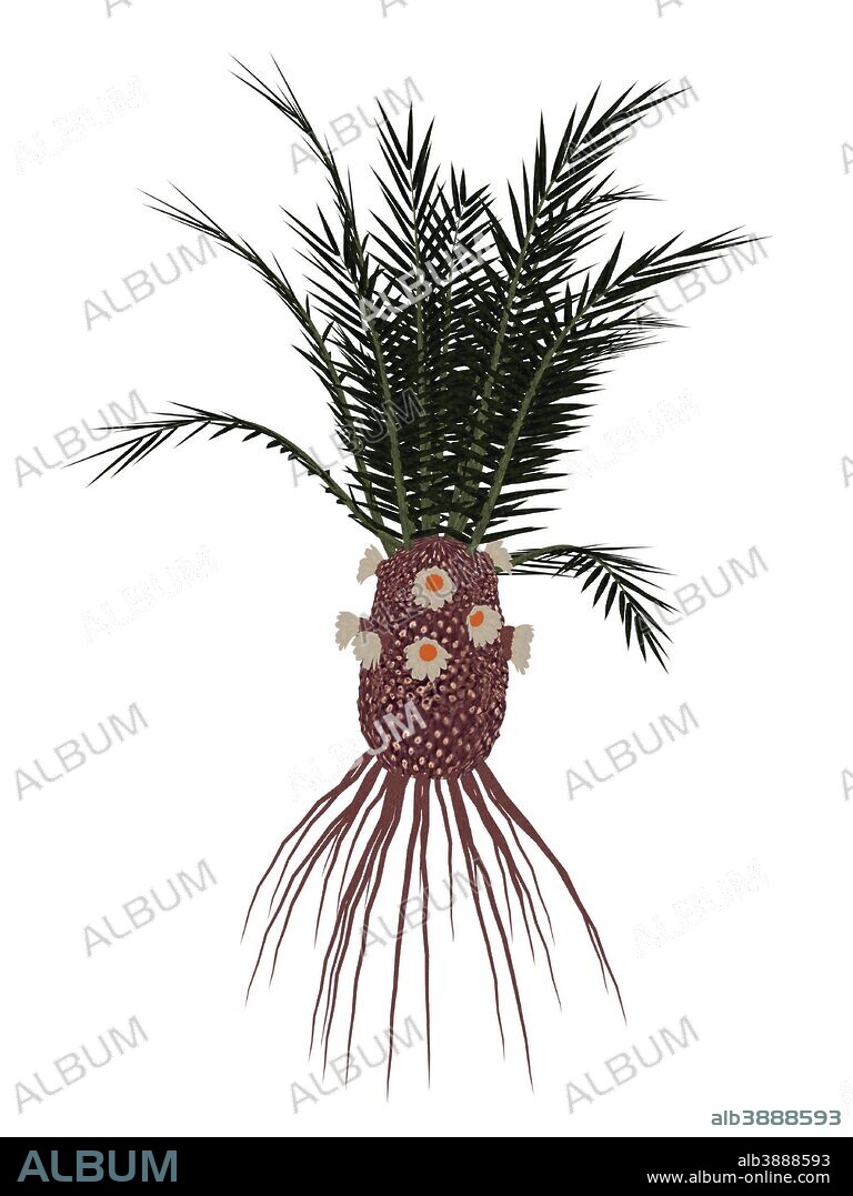 Cycadeoidea prehistoric plant, isolated on white background.