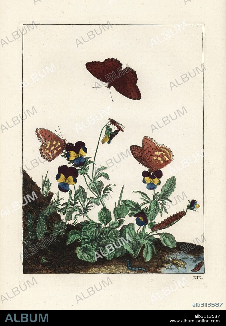 Queen of Spain fritillary butterfly, Issoria lathonia, and common stiletto fly, Thereva nobilitata, on wild pansies, Viola tricolor. Handcoloured copperplate engraving drawn and etched by Jacob l'Admiral in Naauwkeurige Waarneemingen omtrent de veranderingen van veele Insekten (Accurate Descriptions of the Metamorphoses of Insects), J. Sluyter, Amsterdam, 1774. For this second edition, M. Houttuyn added another eight plates to the original 25.